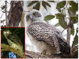 Juvenile Powerful Owl example