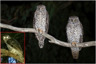 Adult female and adult male Powerful Owl comparison