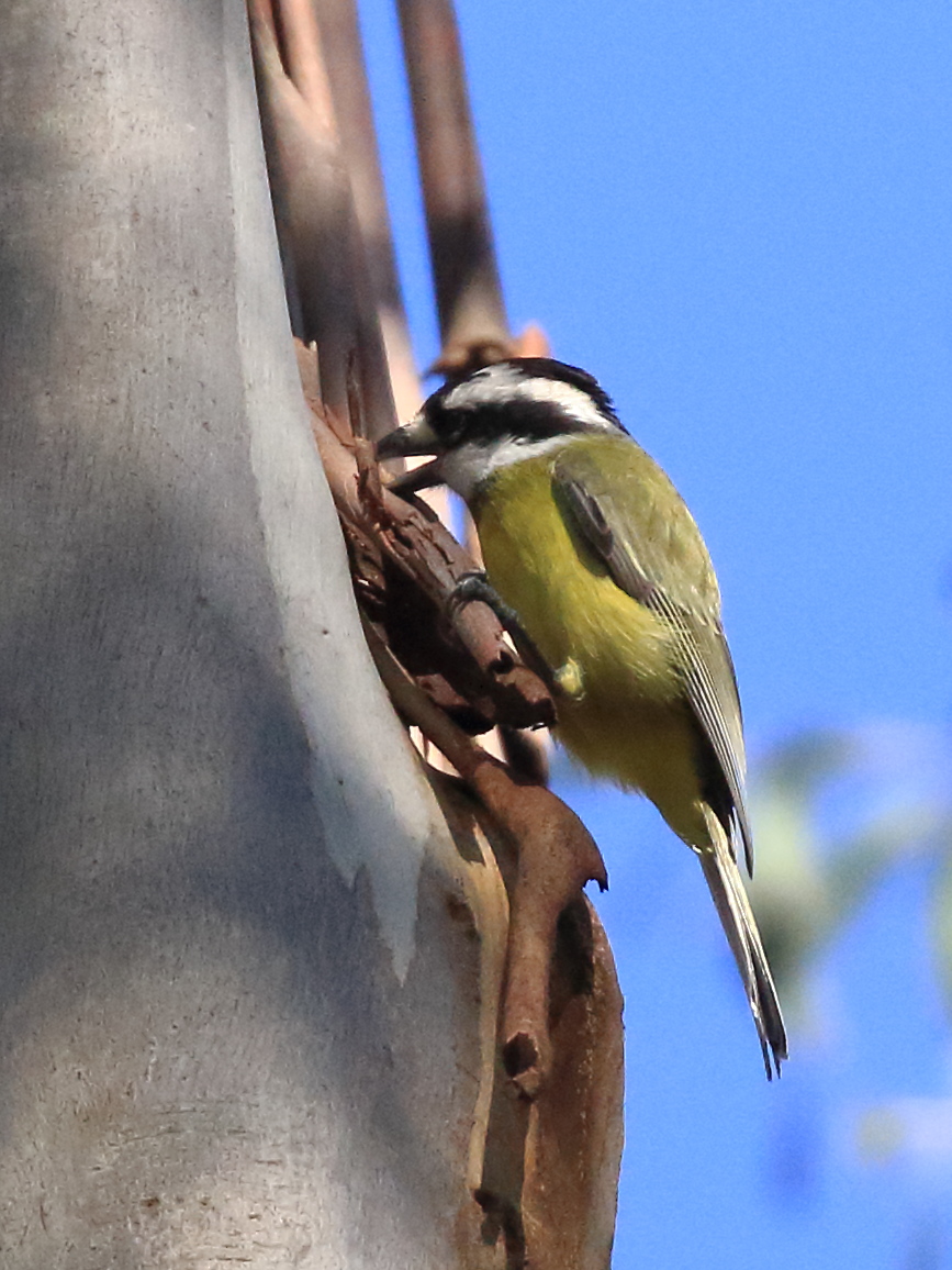 Crested Shriketit