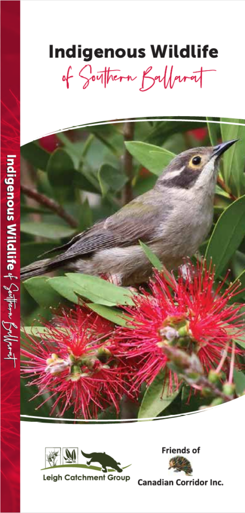 Indigenous Wildlife of Southern Ballarat