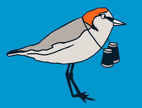 Bird Watching Animation